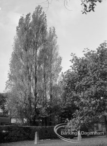 Environs of Valence House, Becontree Avenue, Dagenham, showing poplar trees to south (Valence Depot yard), 1968