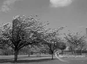 Old Dagenham Park, Dagenham, showing flowering cherry trees, 1969