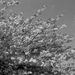 Old Dagenham Park, Dagenham, showing blossom on flowering cherry tree, 1969