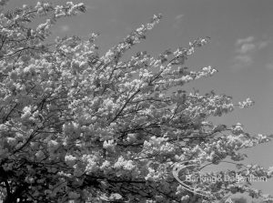 Old Dagenham Park, Dagenham, showing blossom on flowering cherry tree, 1969