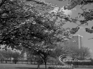 Old Dagenham Park, Dagenham, showing heavy blossom in park and Thaxted House, Siviter Way on right, 1969