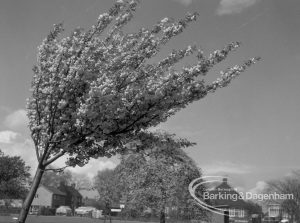 Old Dagenham Park, Dagenham, showing row of flowering cherry trees in bloom, 1969