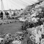 Dagenham Town Show 1969, showing rose section of Horticulture display, 1969