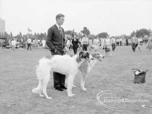 Dagenham Town Show 1969, showing man with two Borzoi dogs, 1969