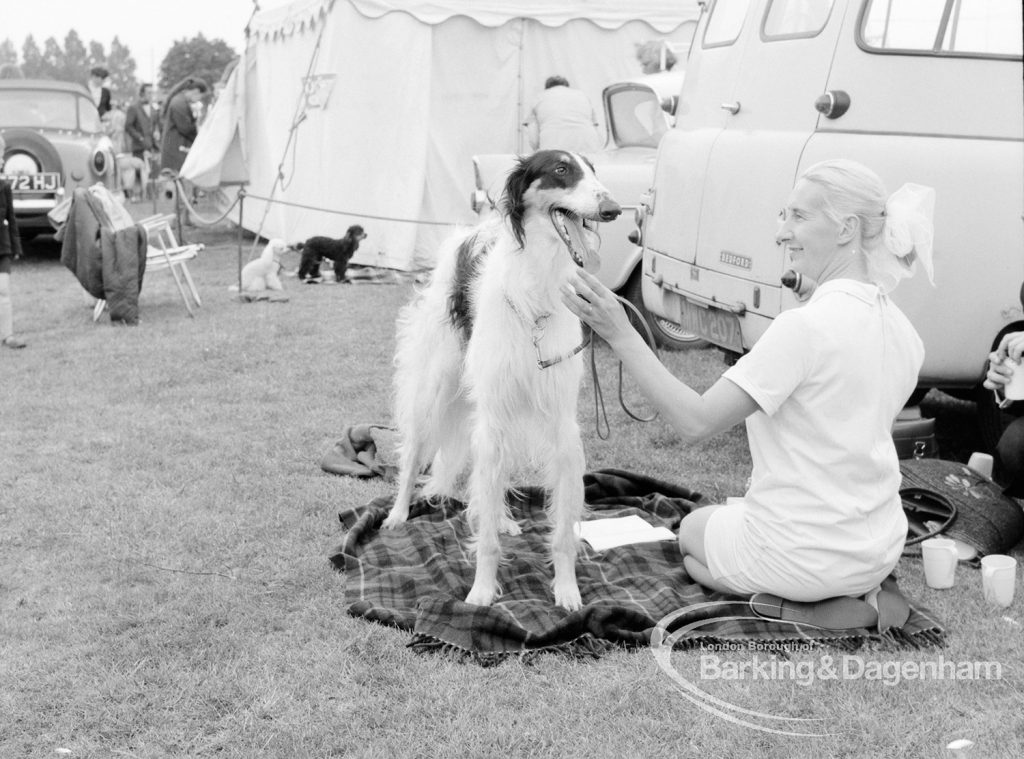 Dagenham Town Show 1969, showing female exhibitor grooming dog [possibly Borzoi] at Dog Show, 1969