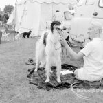 Dagenham Town Show 1969, showing female exhibitor grooming dog [possibly Borzoi] at Dog Show, 1969
