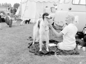 Dagenham Town Show 1969, showing female exhibitor grooming dog [possibly Borzoi] at Dog Show, 1969
