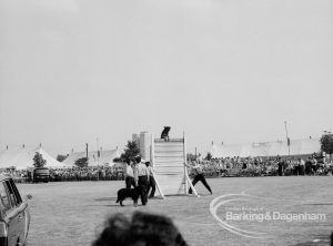 Dagenham Town Show 1969, showing dog about to surmount high fence in Dog Show, 1969