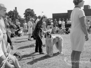 Dagenham Town Show 1970, showing Afghan hound awaiting judges in Dog Show, 1970
