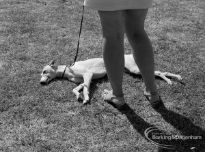 Dagenham Town Show 1970, showing tired dog [possibly Greyhound in Dog Show] lying flat on turf, 1970