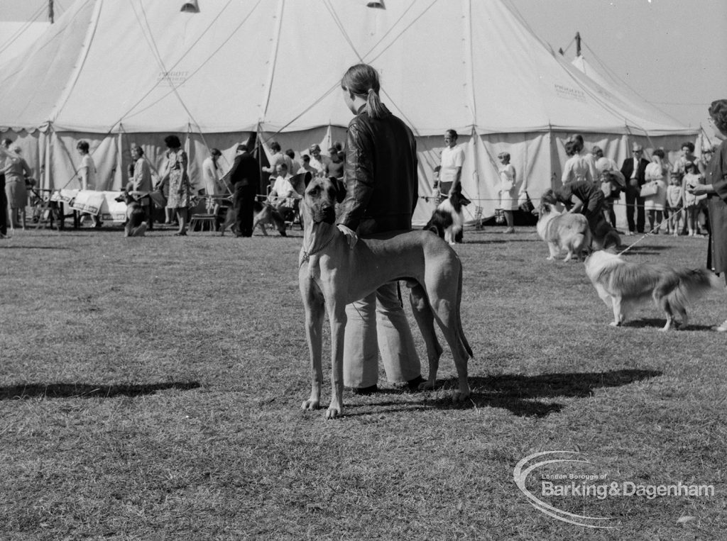 Dagenham Town Show 1970, showing Great Dane in Dog Show, 1970