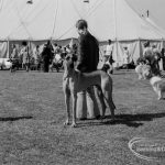 Dagenham Town Show 1970, showing Great Dane in Dog Show, 1970