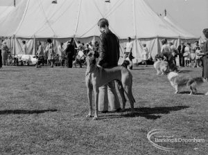 Dagenham Town Show 1970, showing Great Dane in Dog Show, 1970