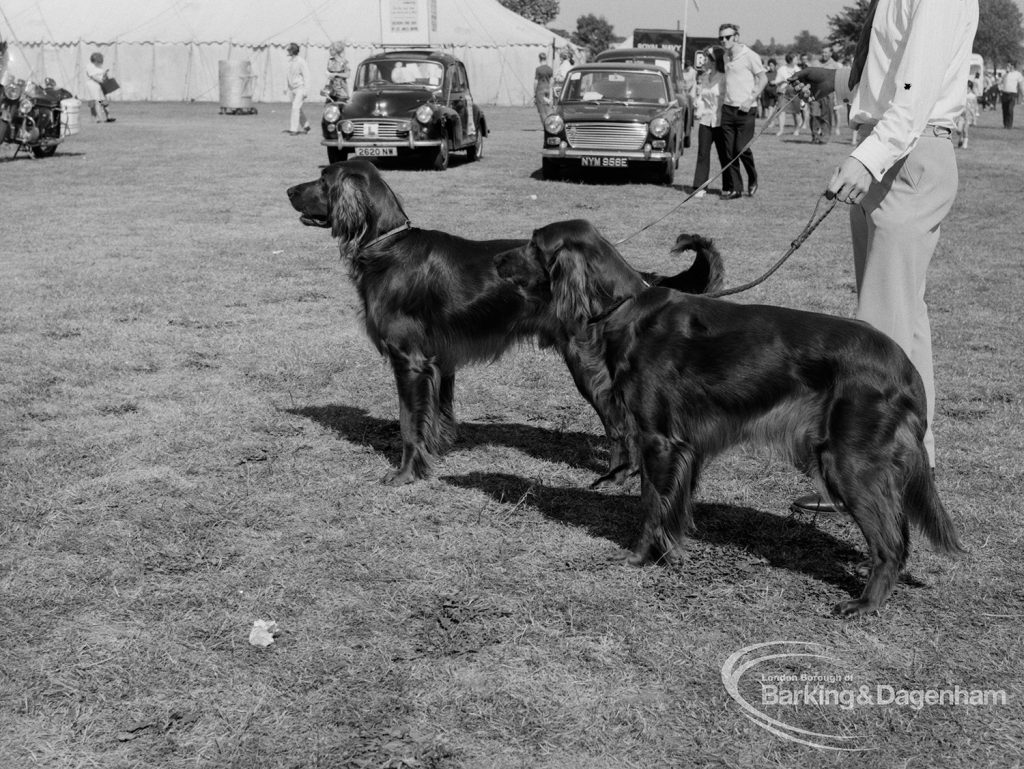 Dagenham Town Show 1970, showing a brace of Retrievers standing in Dog Show, 1970