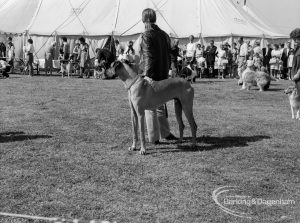 Dagenham Town Show 1970, showing exhibitor with Great Dane at Dog Show, 1970