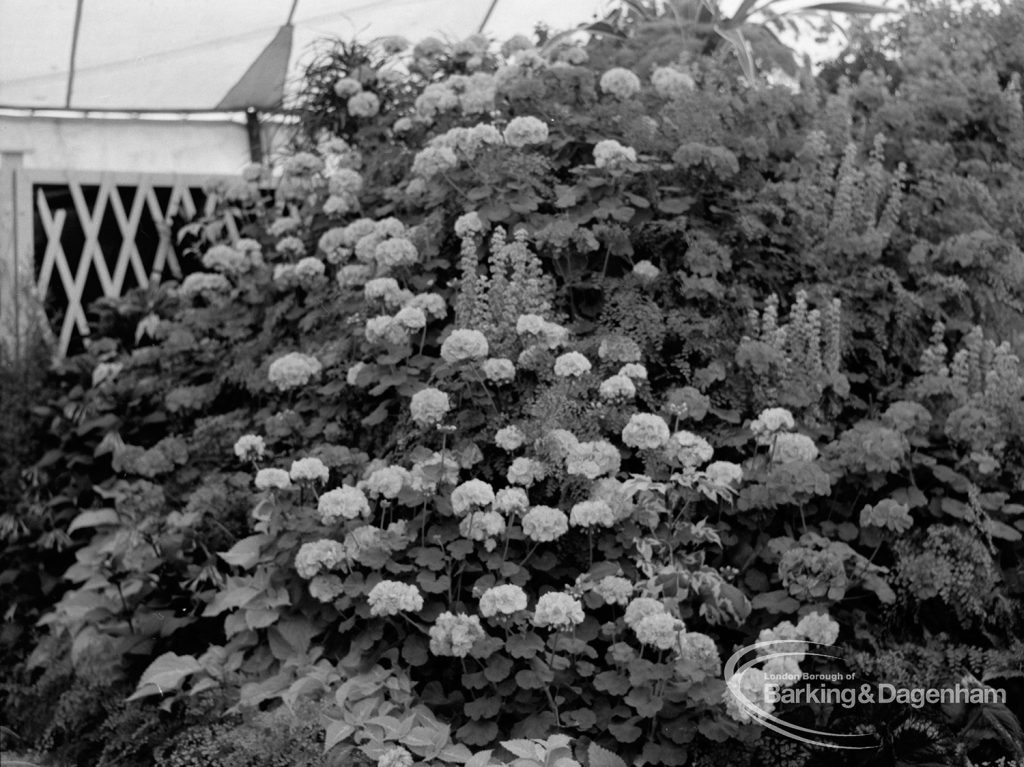 Dagenham Town Show 1970, showing horticulture exhibition with massed flowers as background, 1970