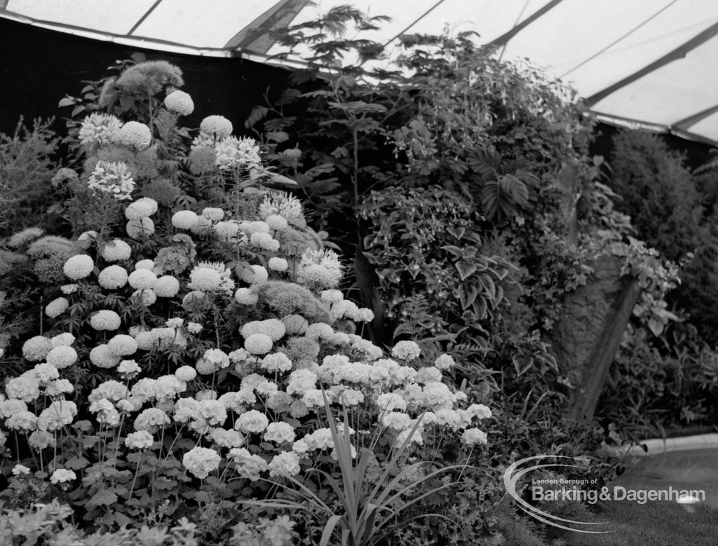 Dagenham Town Show 1970, showing horticulture exhibition with display of shrubs and massed pom-pom flowers, 1970