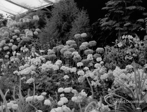 Dagenham Town Show 1970, showing horticulture exhibition with tiered groups of flowering plants, including marigolds and dahlias, 1970