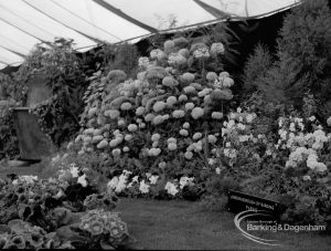 Dagenham Town Show 1970, showing horticulture exhibition with tiered groups of flowering plants, including marigolds and dahlias in London Borough of Barking Parks display, 1970