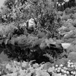 Dagenham Town Show 1970,...