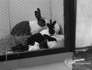 Dagenham Town Show 1970, showing half-black, half-white Rabbits, 1970