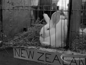 Dagenham Town Show 1970, showing white New Zealand Rabbit, 1970