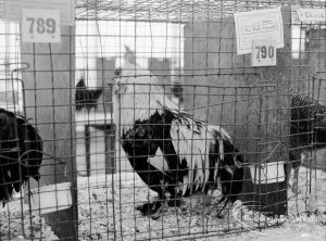 Dagenham Town Show 1970, showing prize-winning cockerell [labelled 790] in Poultry display, 1970