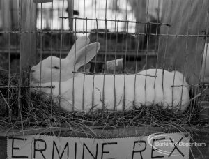 Dagenham Town Show 1970, showing Ermine Rex white rabbit resting horizontally, 1970
