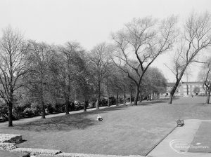 The row of trees lining Abbey Road, Barking, taken from the east at Barking Abbey, 1971