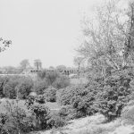 Silver birch trees and shrubbery at Mayesbrook Park, Dagenham, 1971