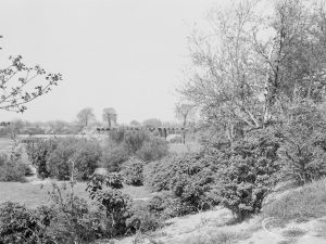 Silver birch trees and shrubbery at Mayesbrook Park, Dagenham, 1971