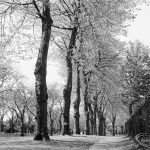 An avenue of trees looki...