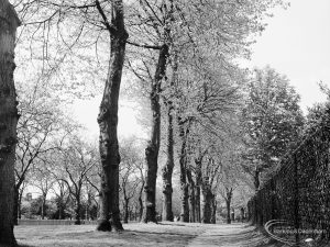 An avenue of trees looking north from the east gate of Barking Park, Barking, 1971