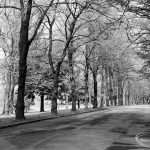 An avenue of trees looki...