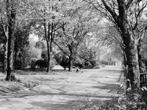 Woodland view at Barking Park, Barking, 1971