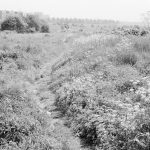 Undeveloped land at The Leys, Dagenham, showing wild flowers near Ballards Road, 1971