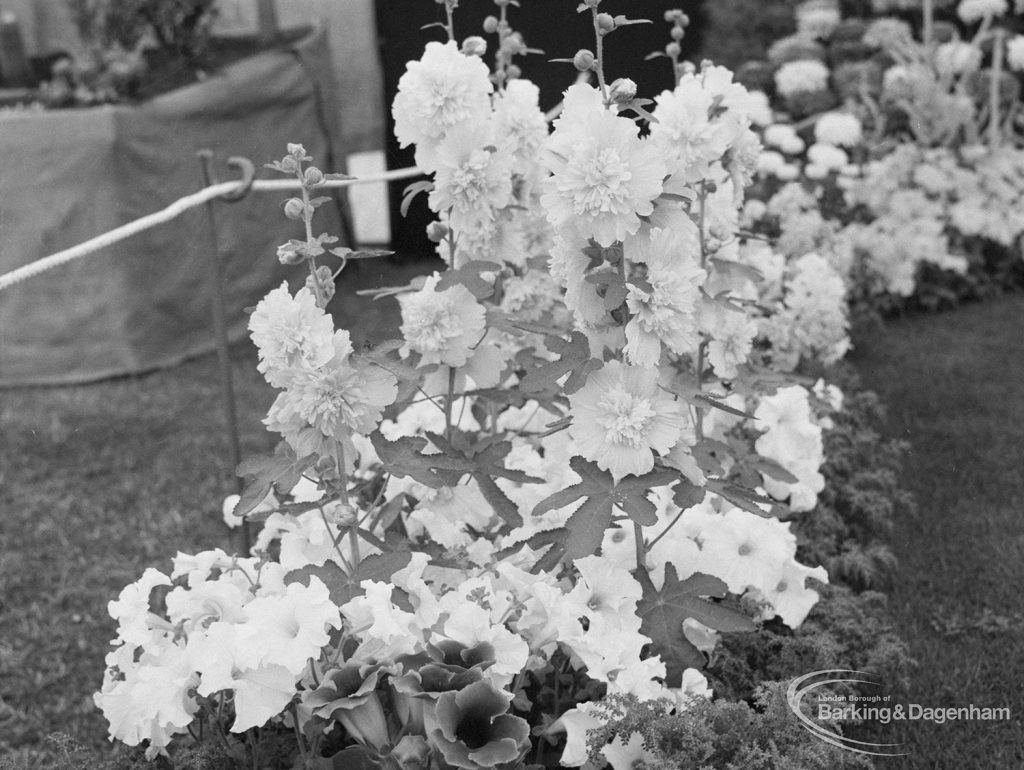 Dagenham Town Show 1971 at Central Park, Dagenham, showing a group of petunias in Horticulture marquee, 1971