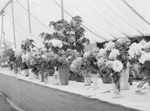 Dagenham Town Show 1971 at Central Park, Dagenham, showing display of roses in vases after judging in Horticulture marquee, 1971