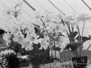 Dagenham Town Show 1971 at Central Park, Dagenham, showing a study of white [possibly tiger] lilies in Horticulture marquee, 1971