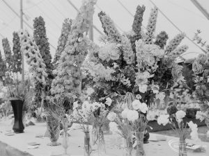 Dagenham Town Show 1971 at Central Park, Dagenham, showing spikes of delphiniums placed in vases in Horticulture marquee, 1971