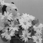 Dagenham Town Show 1971 at Central Park, Dagenham, showing marguerites with stuffed toy bear in Flower Arrangement display, 1971