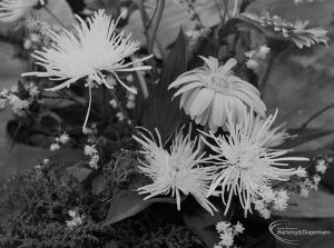 Dagenham Town Show 1971 at Central Park, Dagenham, showing pot with spidery dahlias and other plants in Flower Arrangement display, 1971