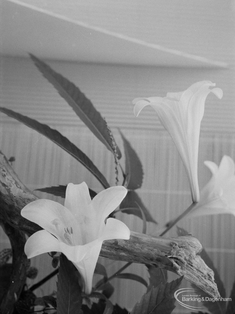 Dagenham Town Show 1971 at Central Park, Dagenham, showing trumpets of lilies and pennate leaves in Flower Arrangement display, 1971