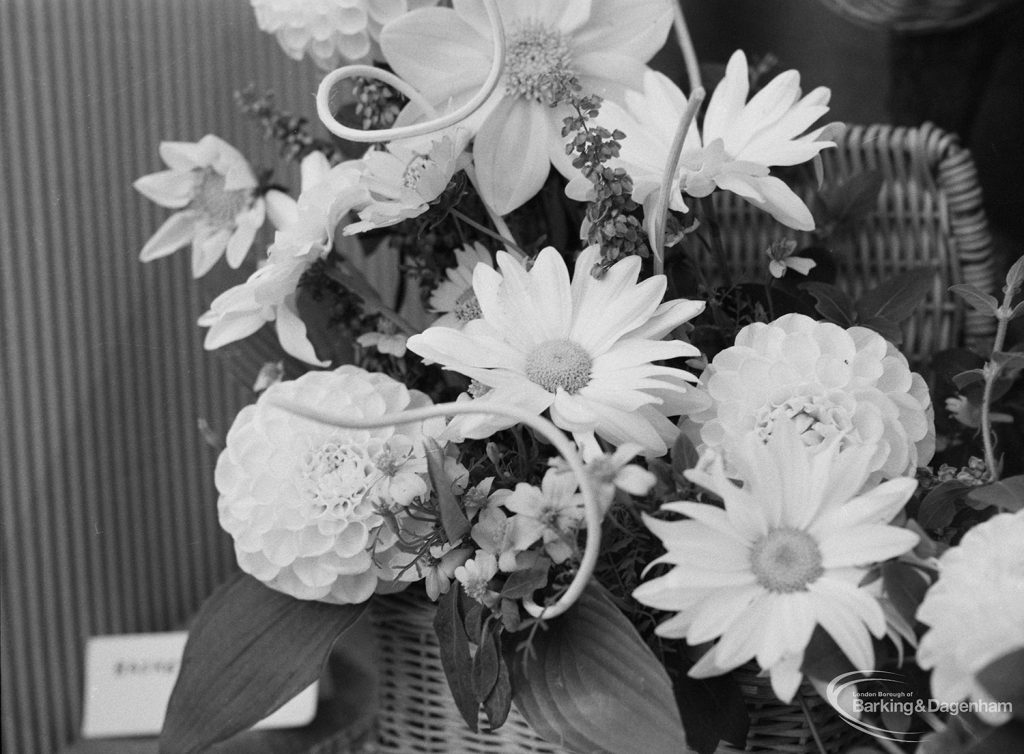 Dagenham Town Show 1971 at Central Park, Dagenham, showing pompom dahlias and marguerites in Flower Arrangement display, 1971