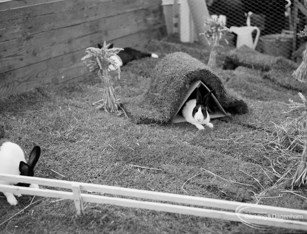 Dagenham Town Show 1971 at Central Park, Dagenham, showing rabbits in a grass enclosure,1971