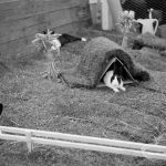 Dagenham Town Show 1971 at Central Park, Dagenham, showing rabbits in a grass enclosure,1971