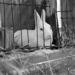 Dagenham Town Show 1971 at Central Park, Dagenham, showing white long-eared rabbit in a cage,1971