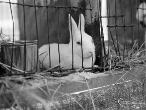 Dagenham Town Show 1971 at Central Park, Dagenham, showing white long-eared rabbit in a cage,1971