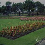 Britain in Bloom competition, showing Old Dagenham Park flowerbeds looking towards Rectory Library, 1971