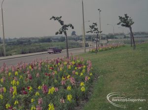 Britain in Bloom competition, showing flowerbeds on roundabout at Ballards Road junction with Rainham Road South, Dagenham, south-west corner looking north-east, 1971